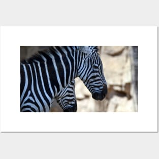 Grants Zebras Posters and Art